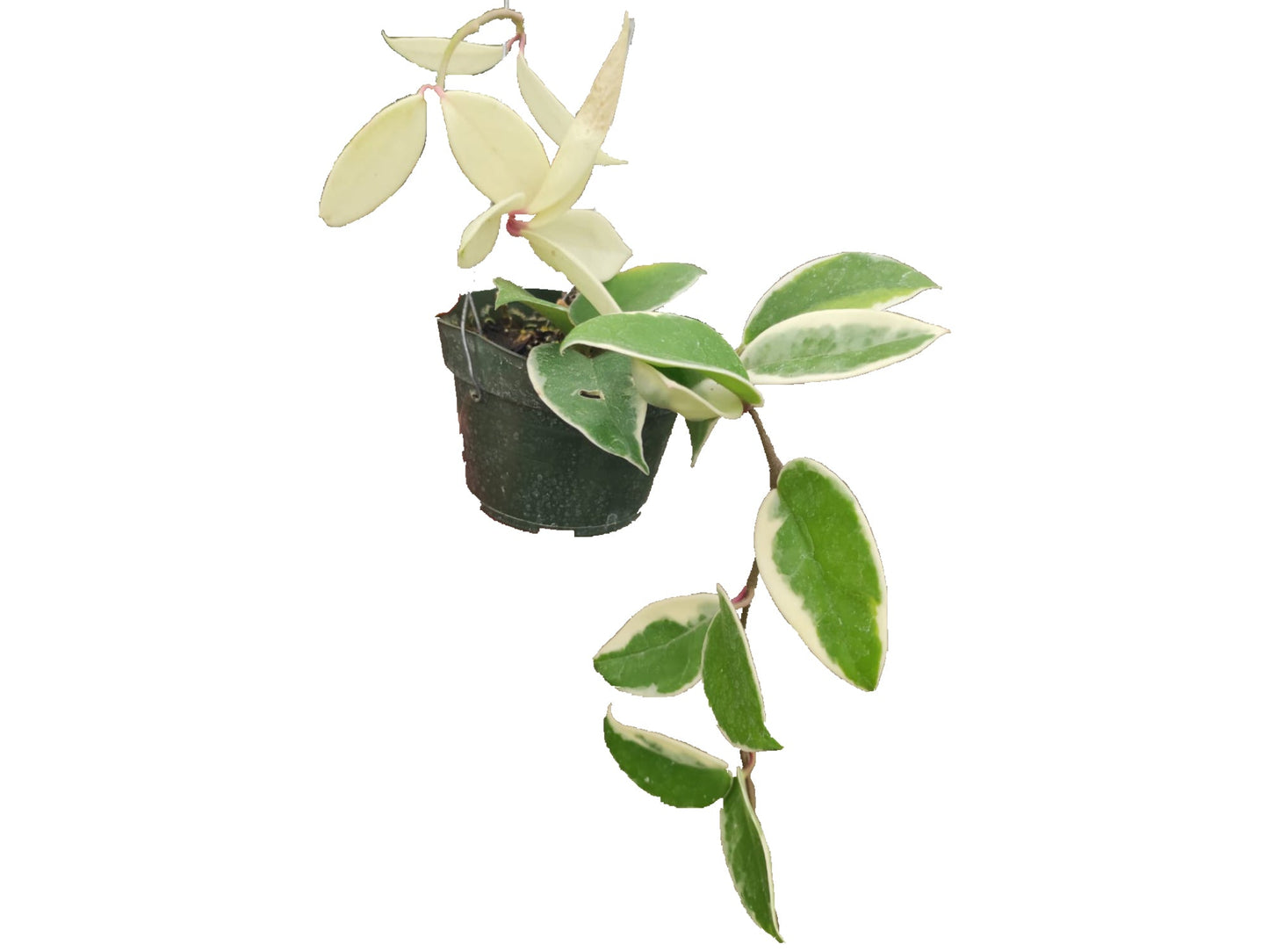 Hoya carnosa 'Krimson Queen'