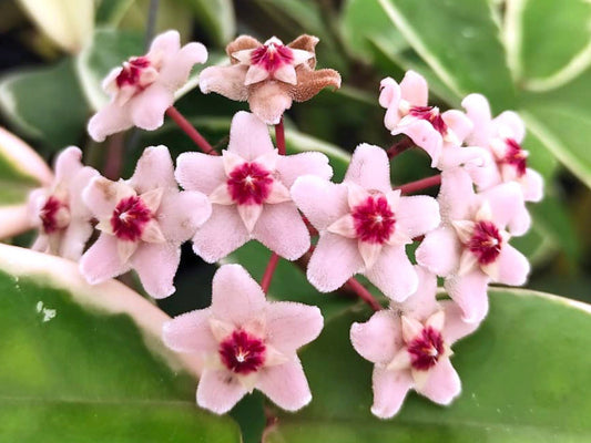 Hoya carnosa 'Krimson Queen'