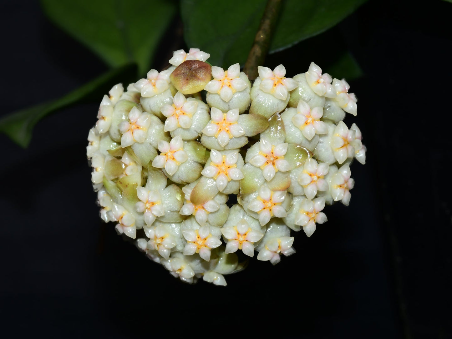 Hoya crassipetiolata