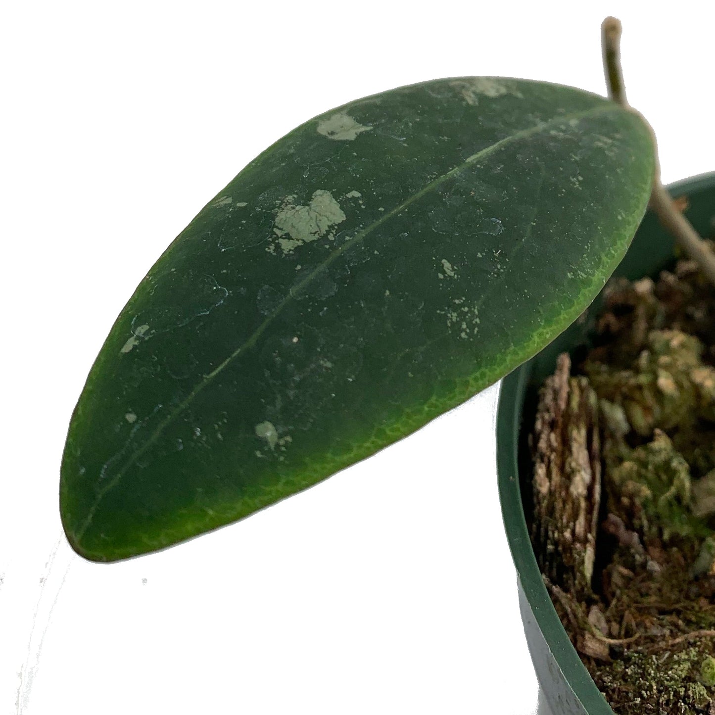 Hoya aff Rintzii Borneo