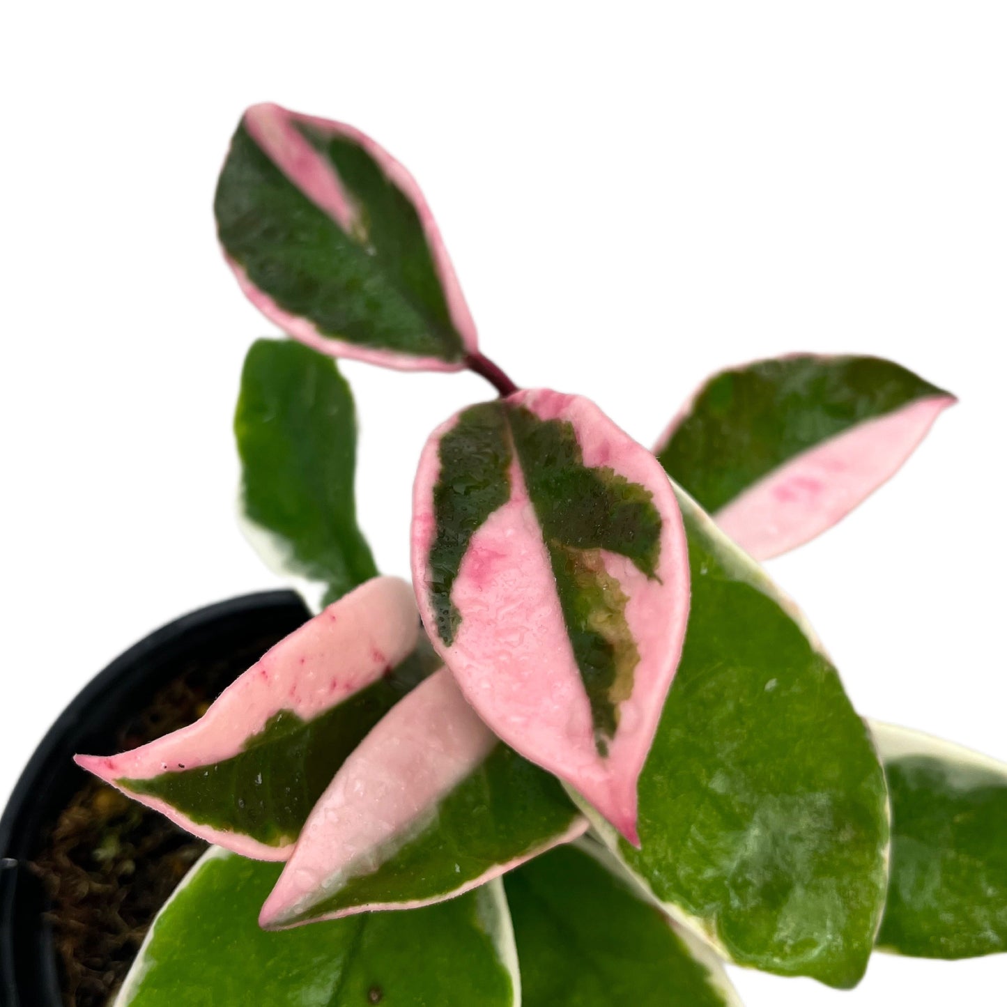 Hoya carnosa Albomarginata