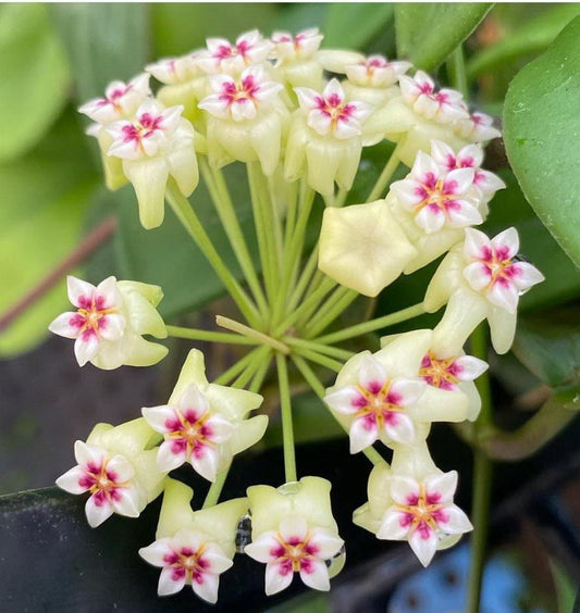 Hoya dolichosparte yellow