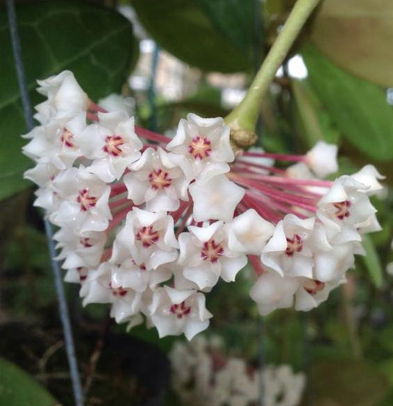 Hoya elliptica round leaves