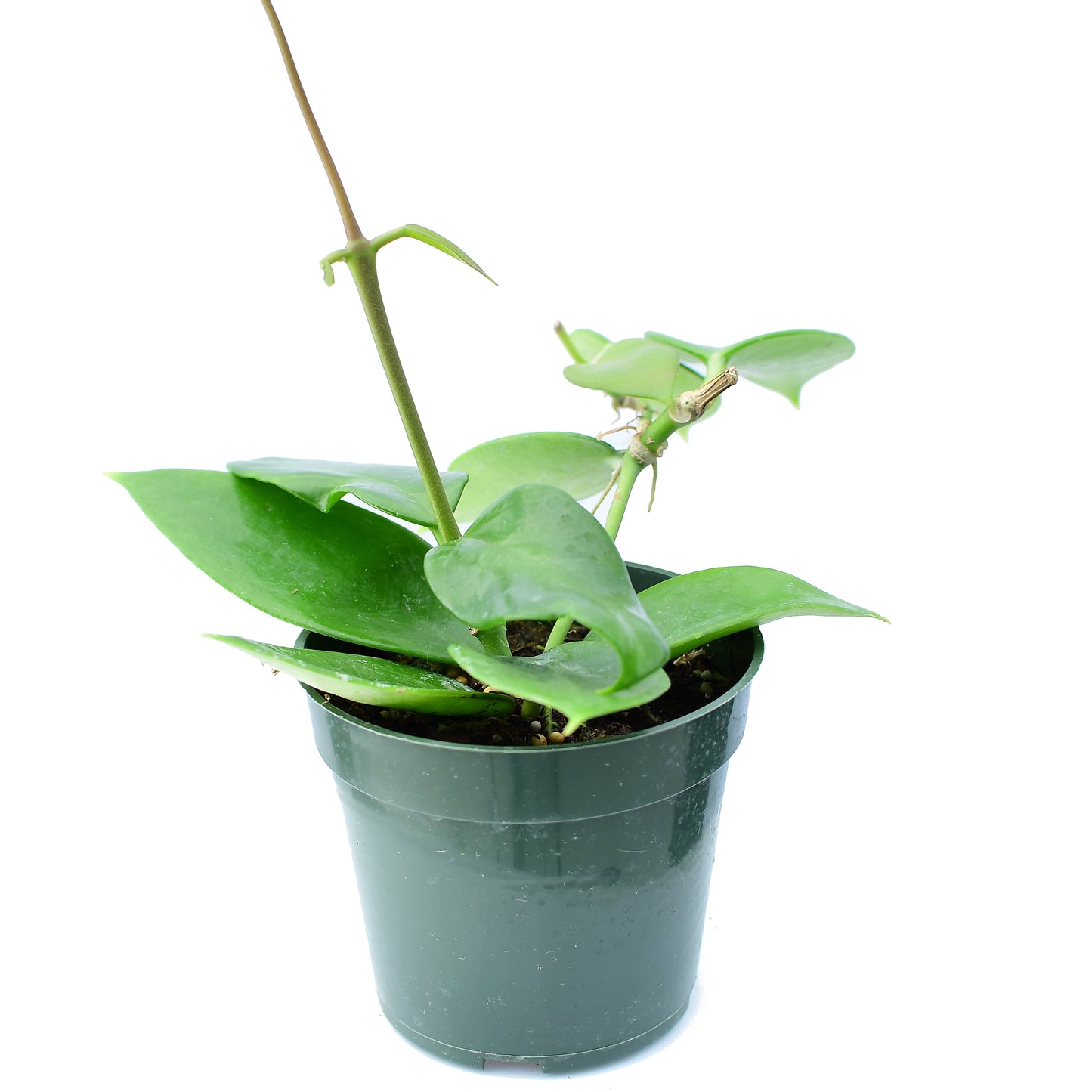 Hoya gigantanganensis