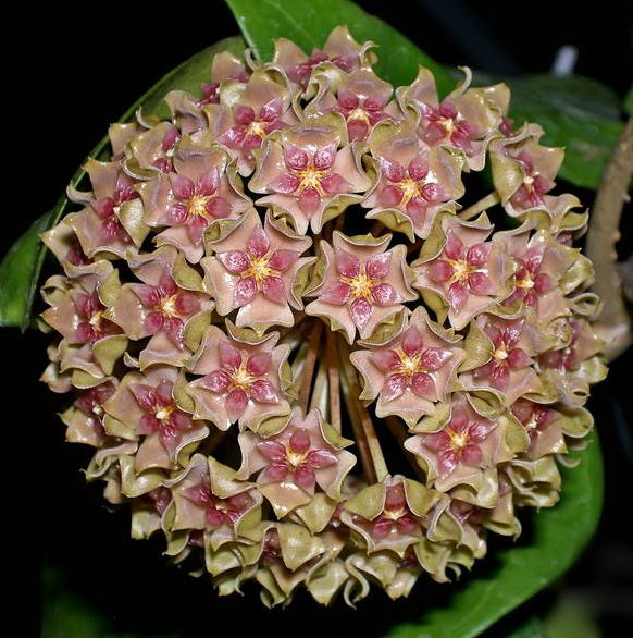 Hoya glabra