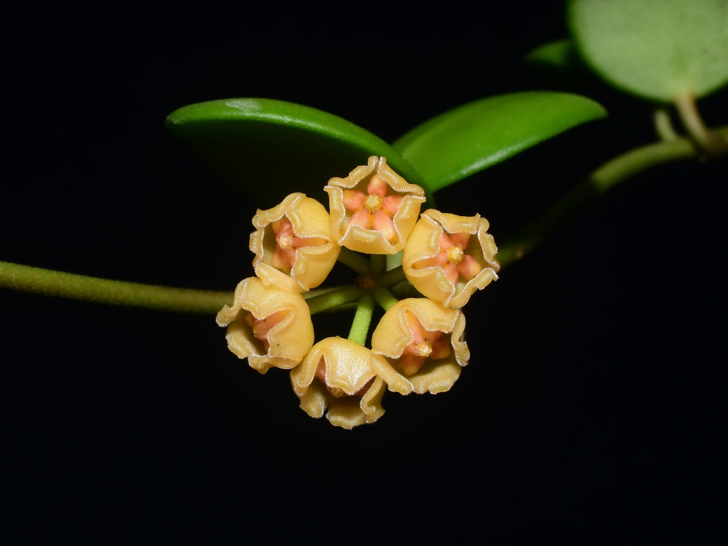 Hoya heuschkeliana yellow flowers