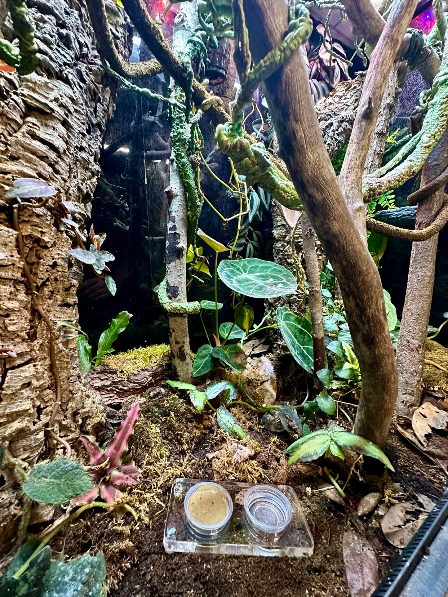 Floor Feeder - Maddwoods