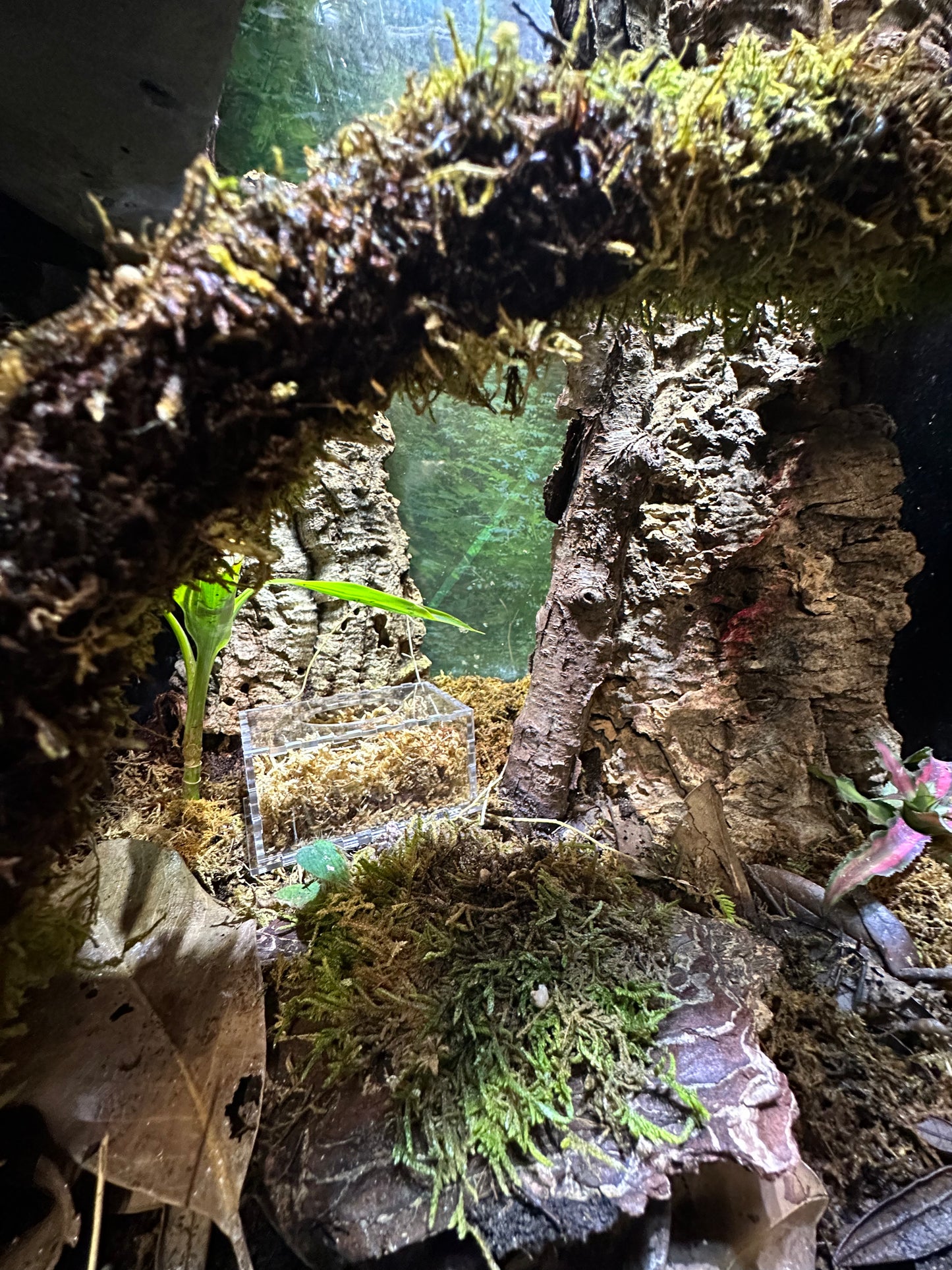 Dig Lay Bin - Maddwoods