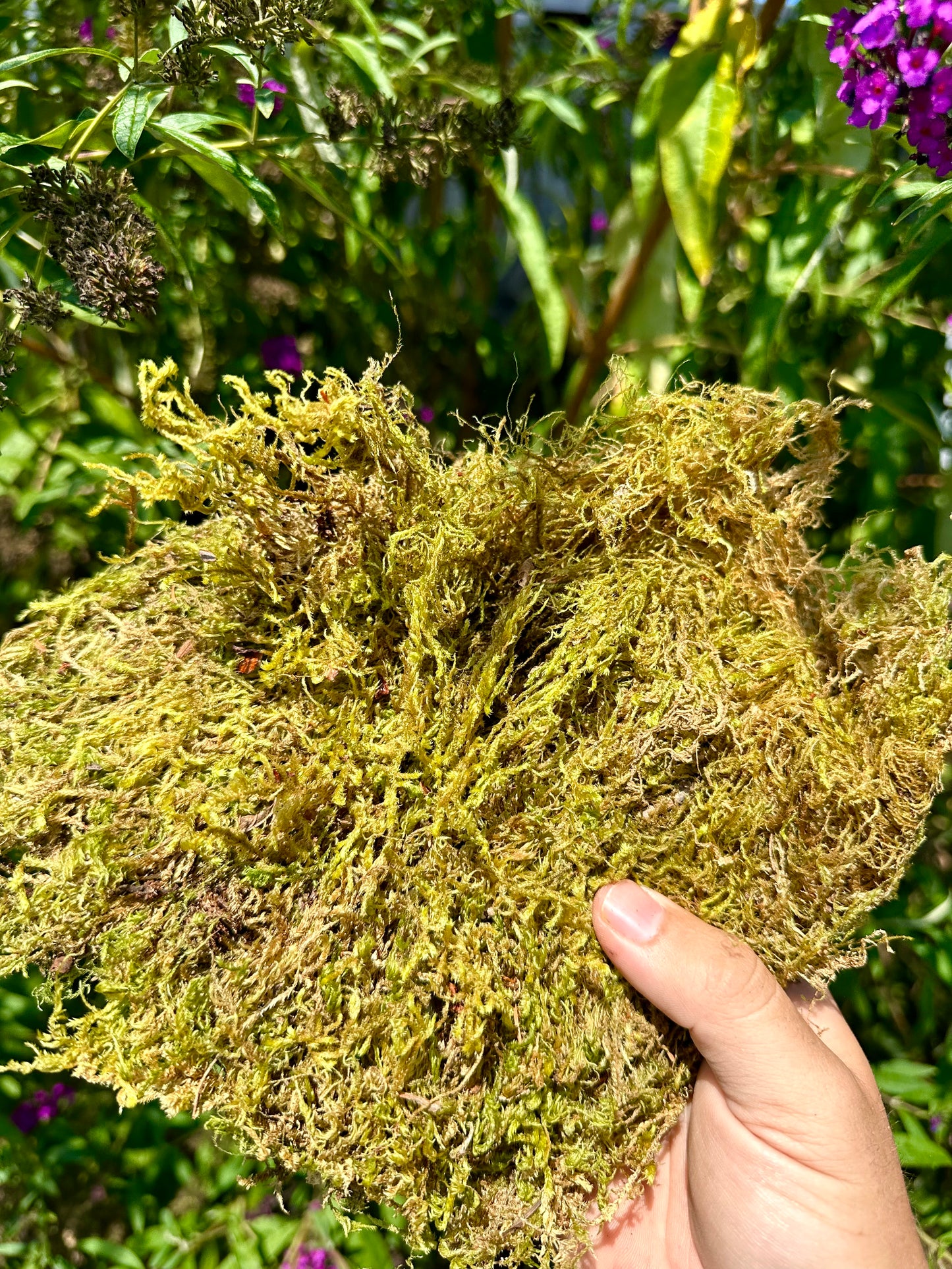 Harvested Moss