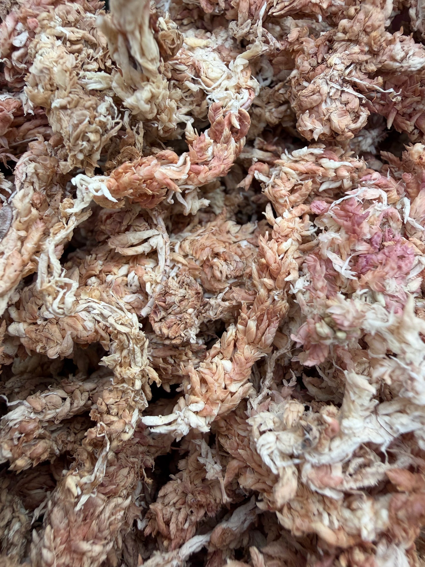 Sphagnum Moss
