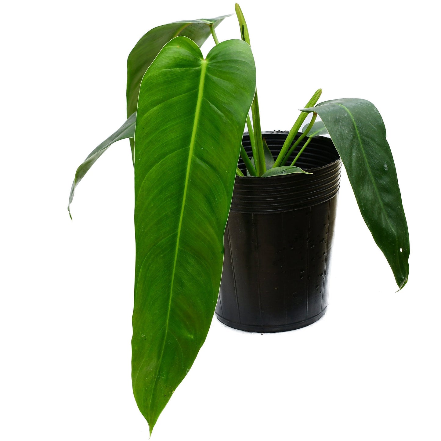 Philodendron Amazon Spirit