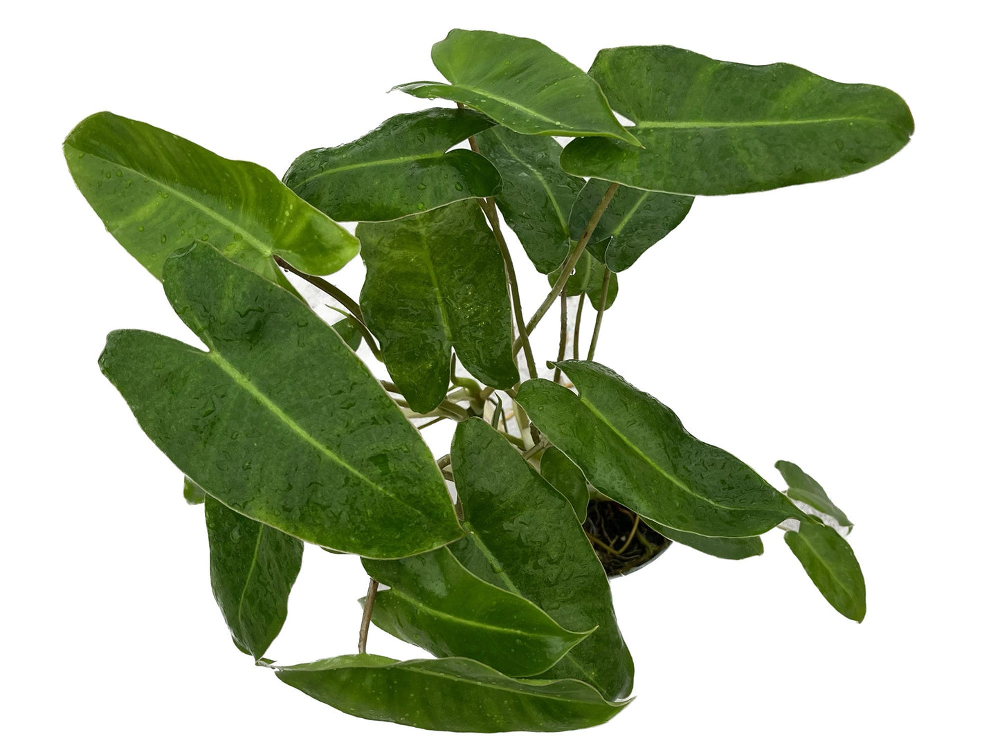 Philodendron Burle Marx