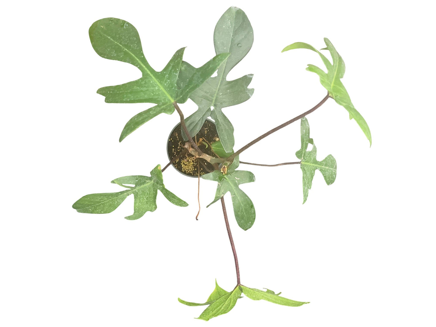 Philodendron Florida Green