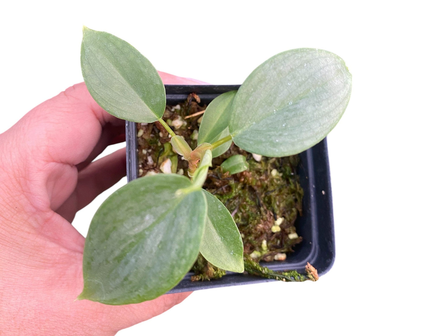 Philodendron Majestic (seedling)