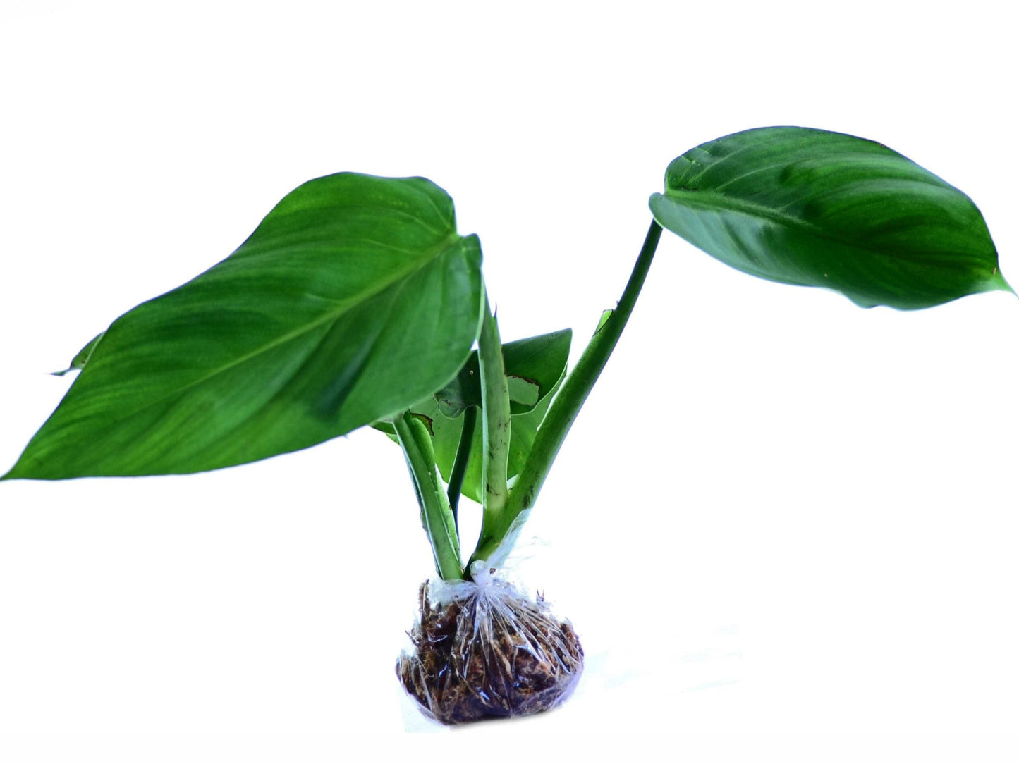 Philodendron atratum