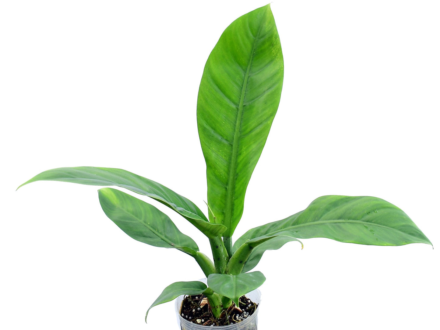 Philodendron baudoense