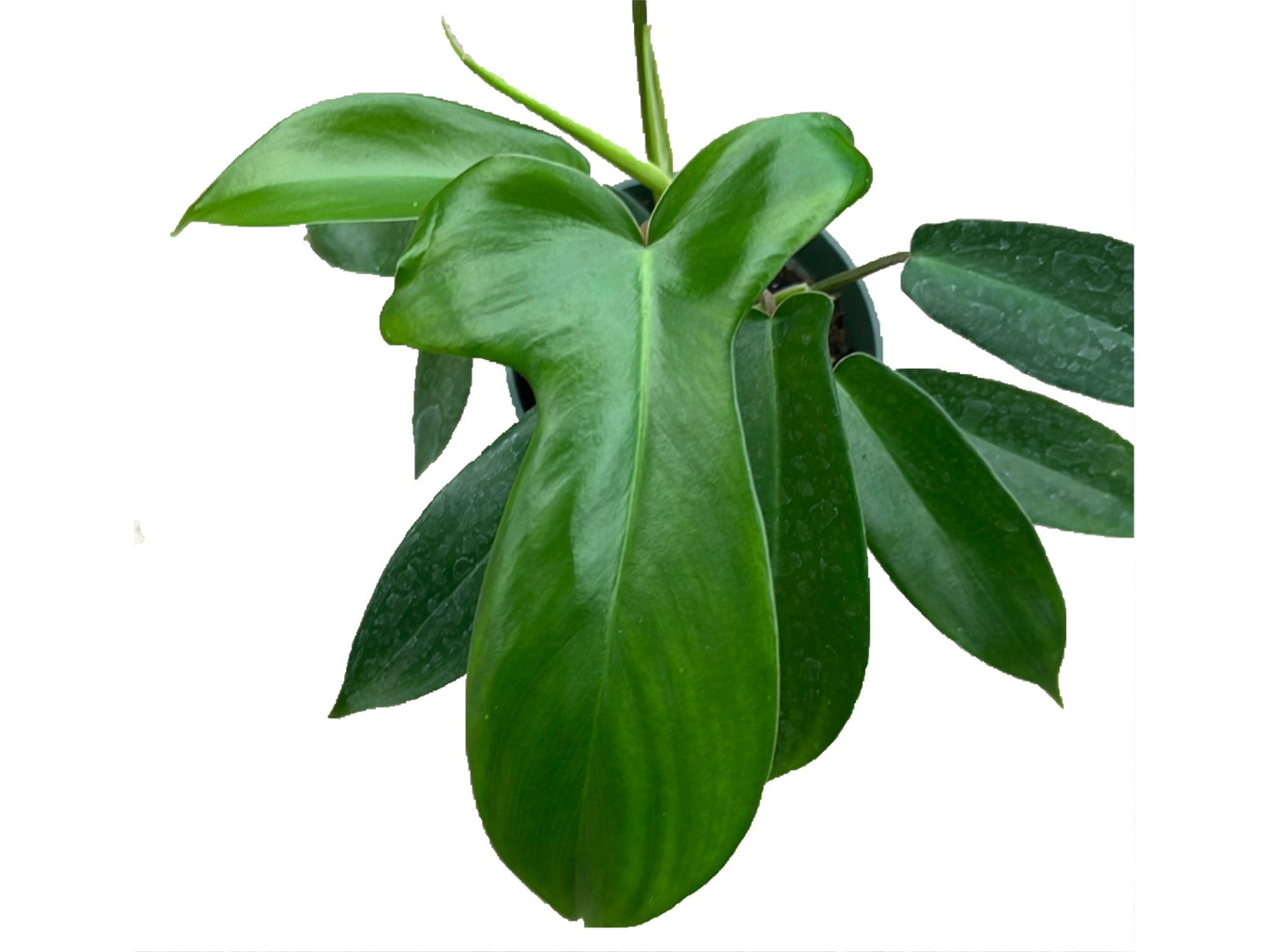 Philodendron bipennifolium