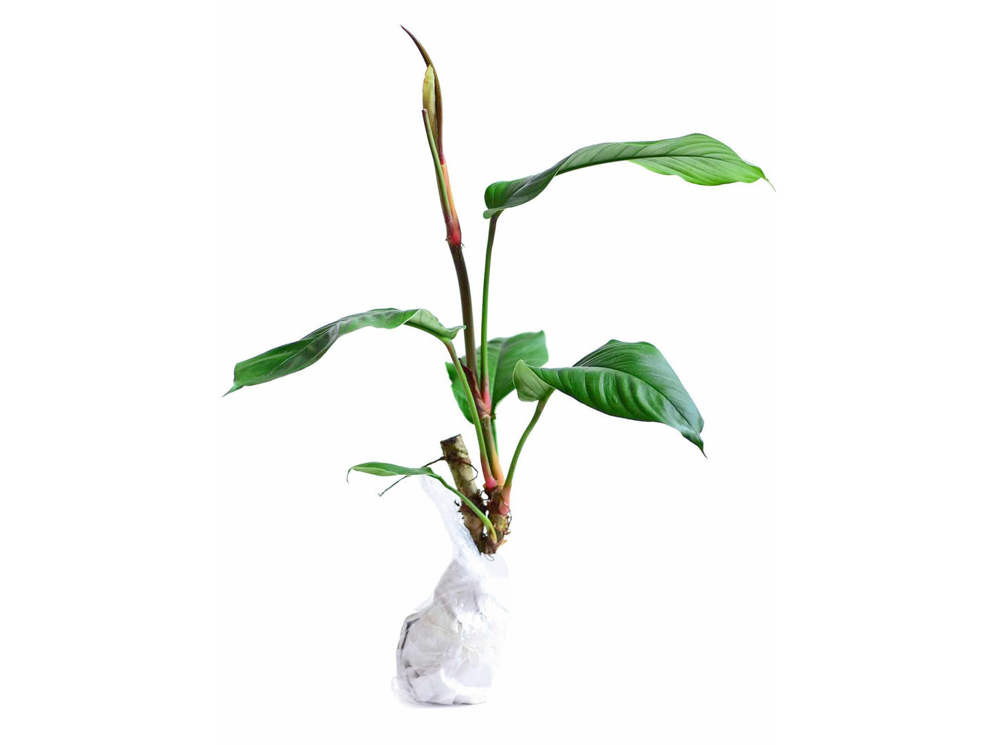 Philodendron geniculatum (seedling)