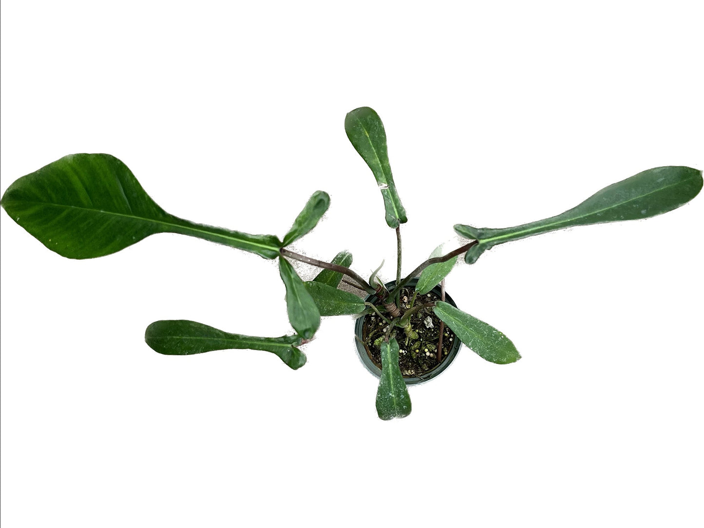 Philodendron x joepii (seedling)