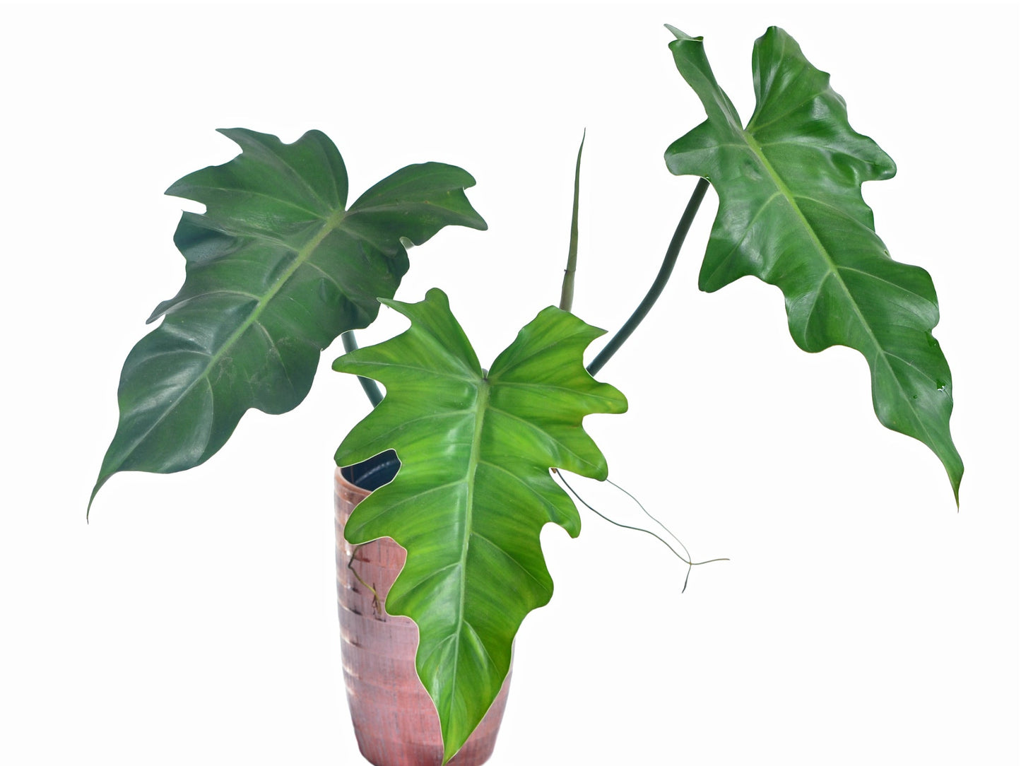 Philodendron lacerum aff