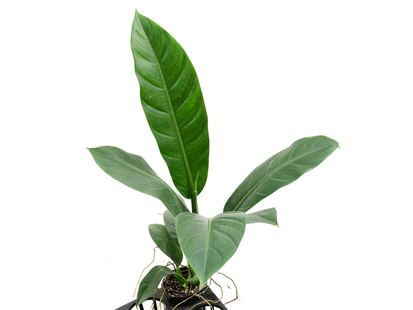 Philodendron linnaei