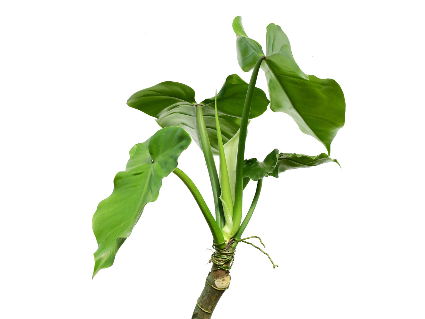 Philodendron sanctamartinense