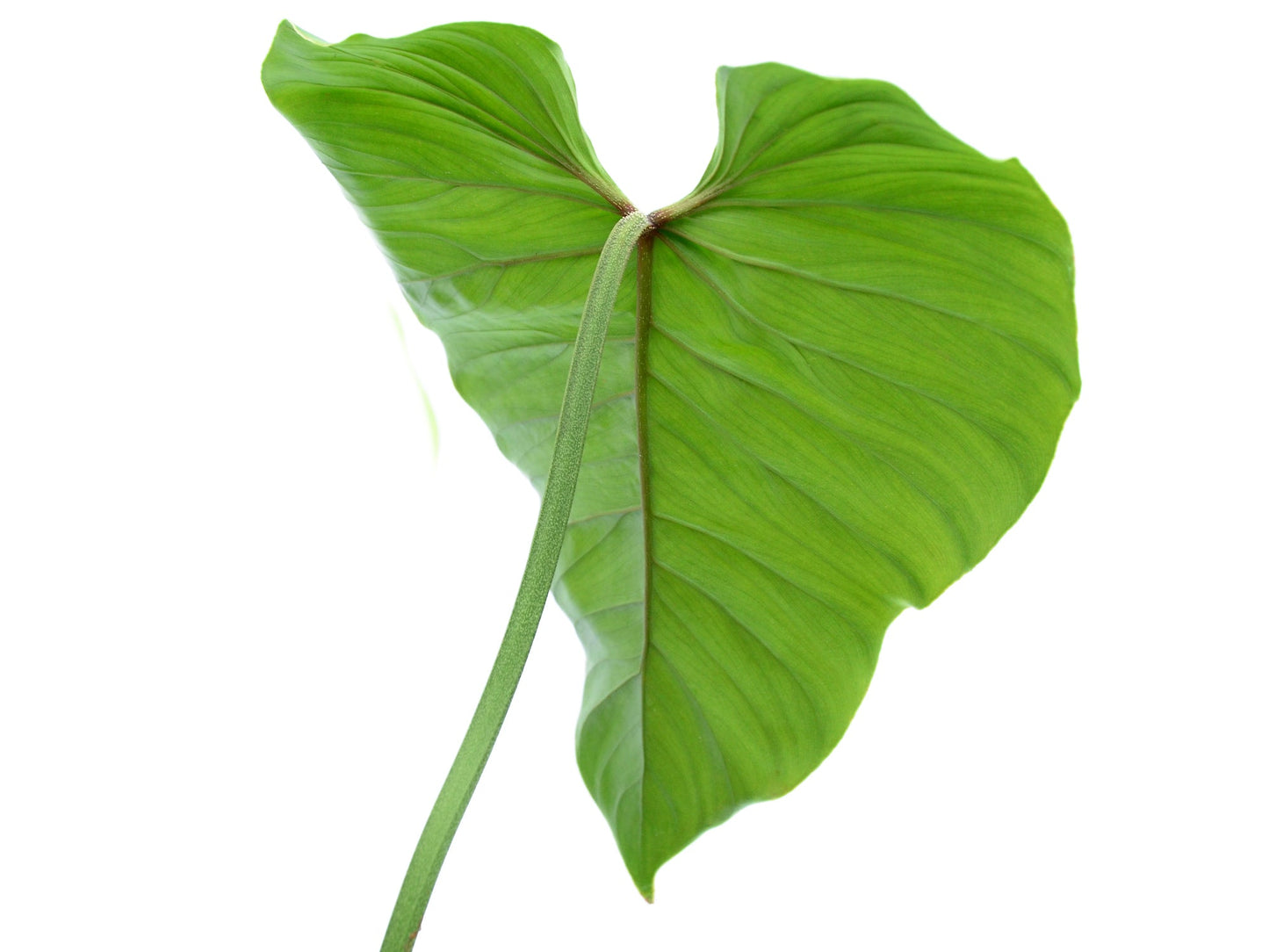 Philodendron smithii asperum