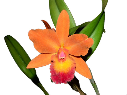 (Potinara Pozos Scarlet x Cattleya bicolor alba) x Laeliocattleya Amber Glow