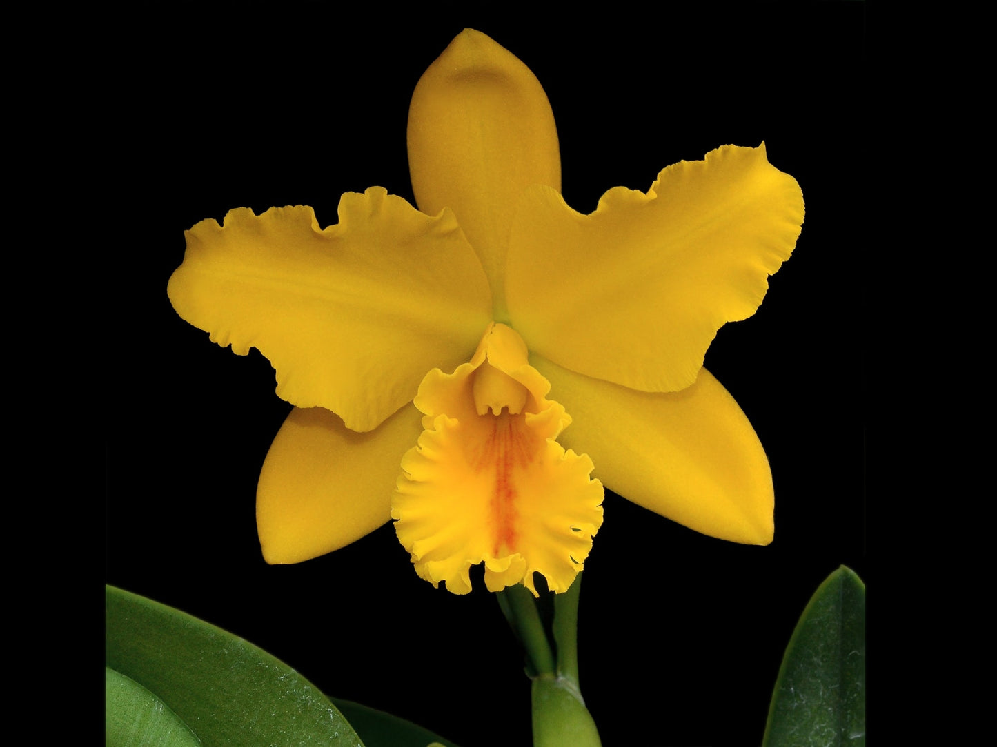 Rhyncholaeliocattleya El Cisne