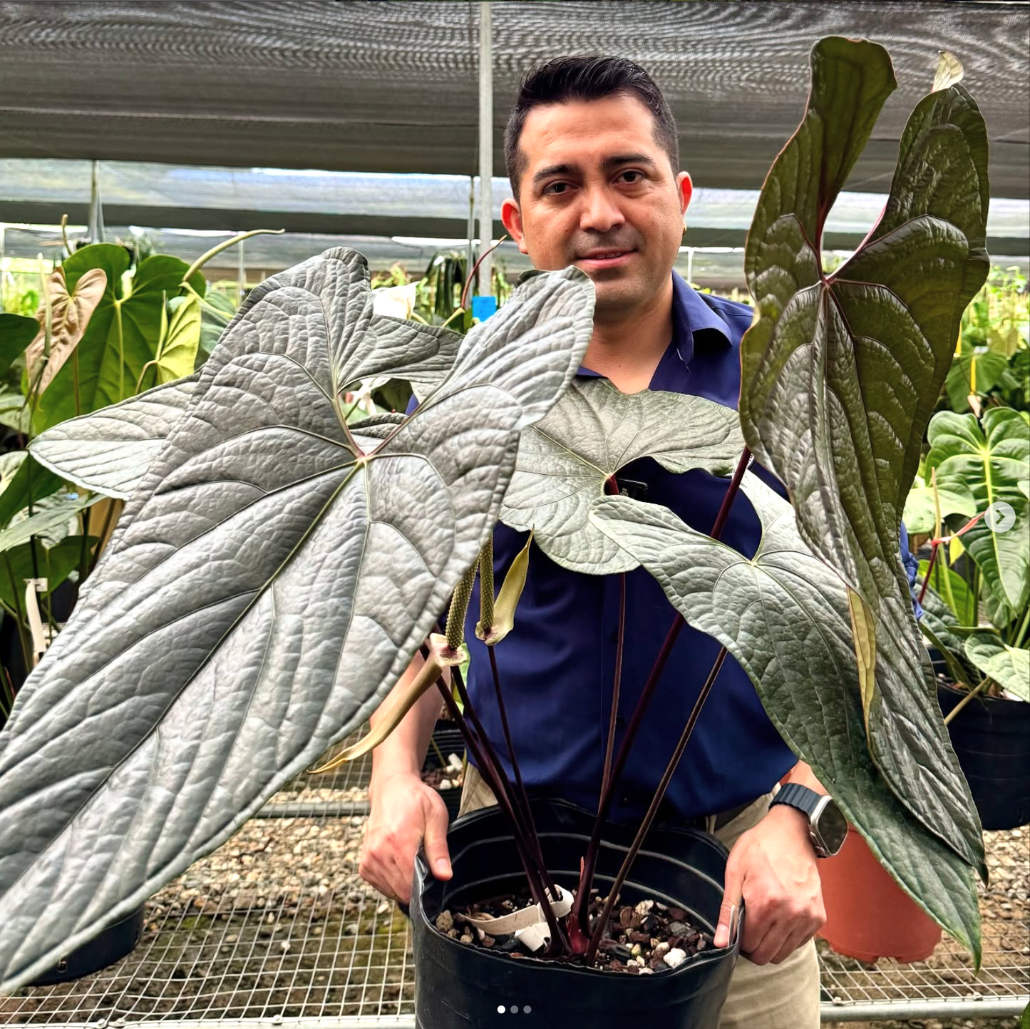 Anthurium Luxury Jungle