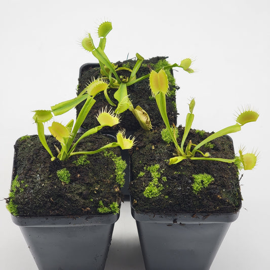 Venus flytrap (Dionaea muscipula) 'Crispy sun'