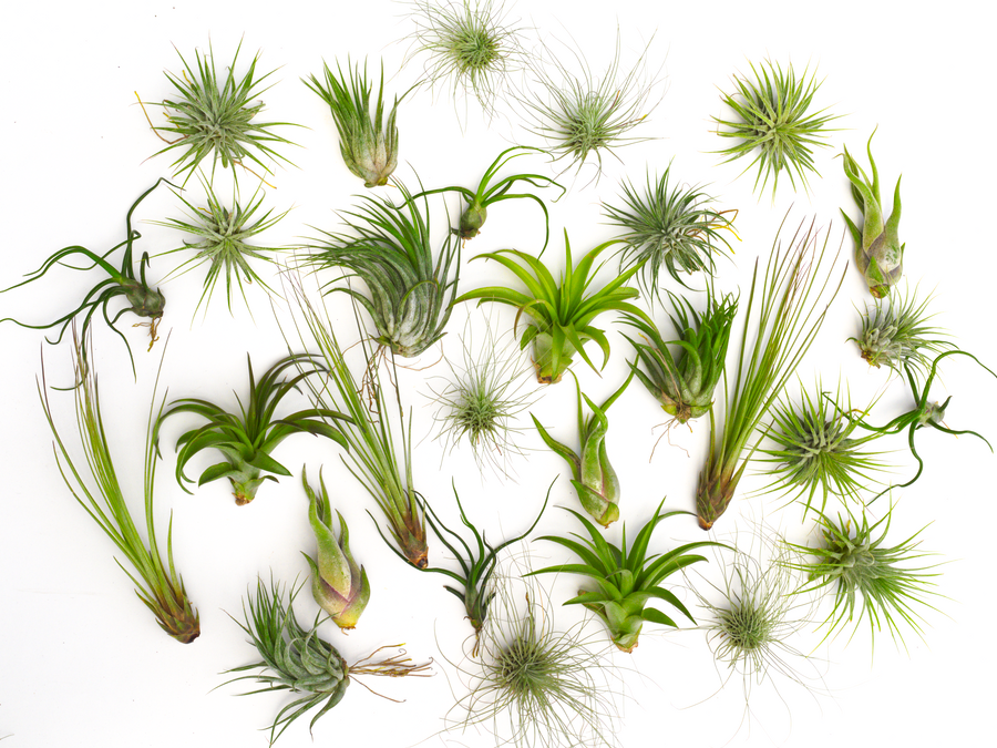 Tillandsia Air plant pack 10, 15, 25, 30
