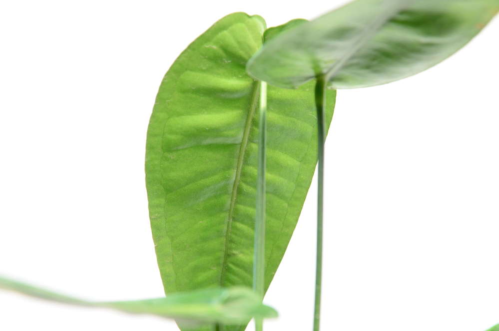 Anthurium timplowmanii