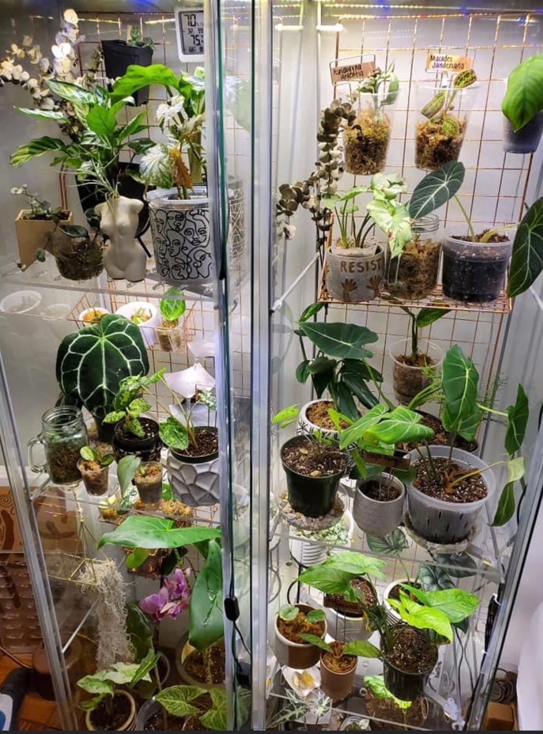 Blaliden Full Shelf - Maddwoods