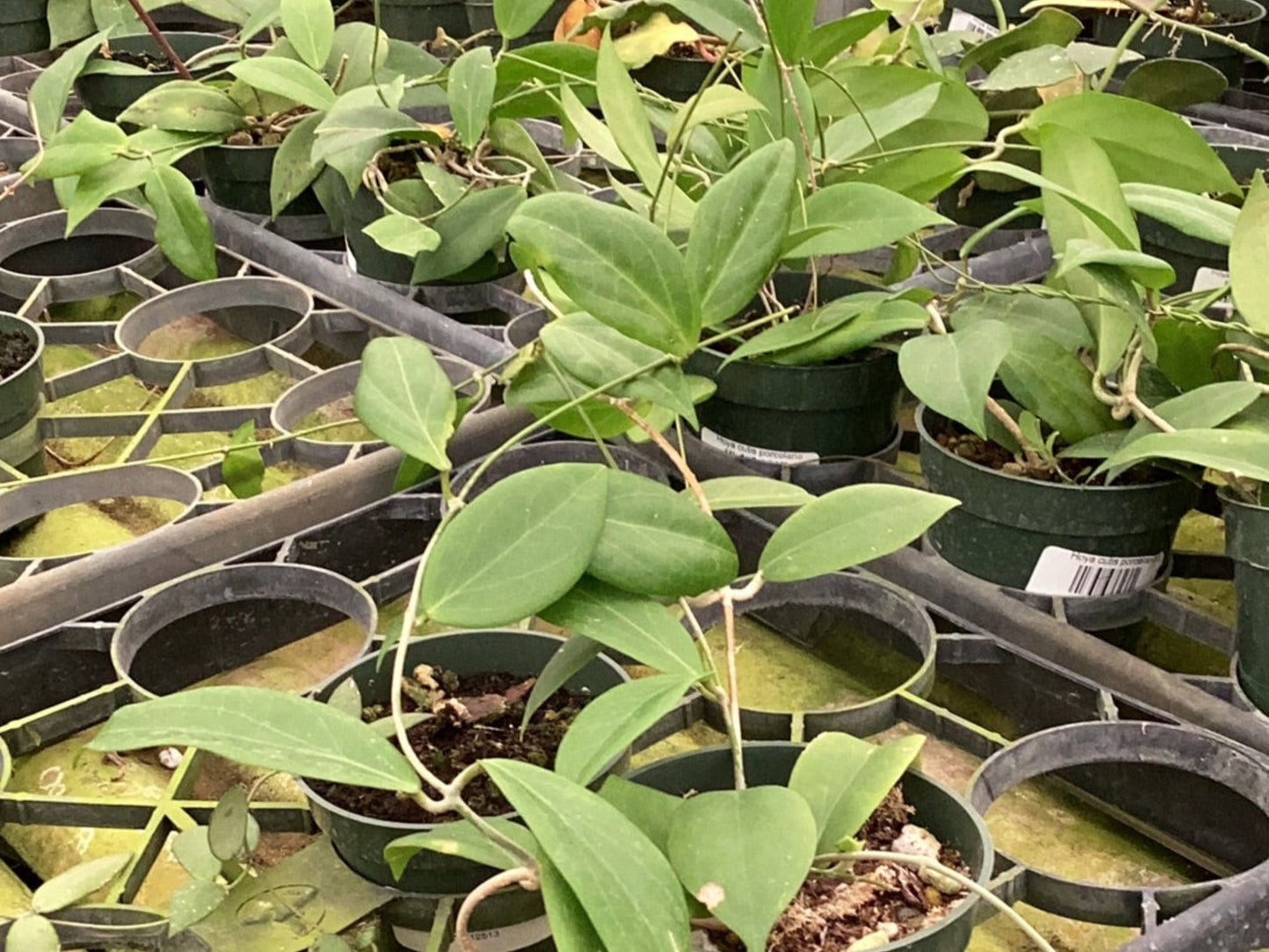 Hoya cutis porcelana