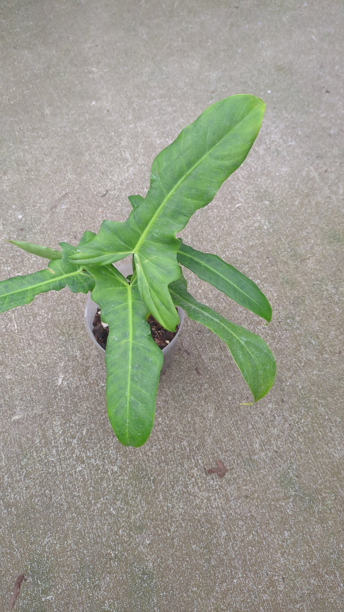 Philodendron Golden Dragon