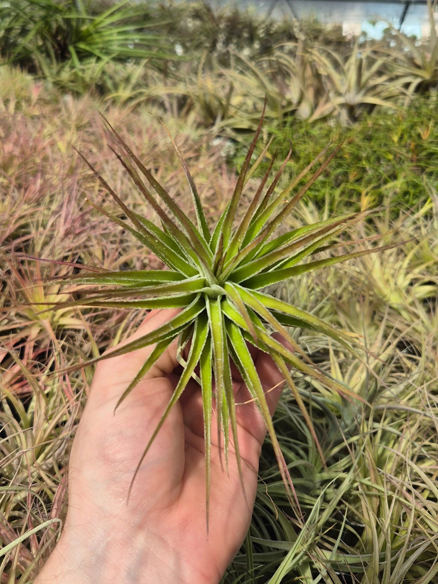 Tillandsia Stricta Inverta