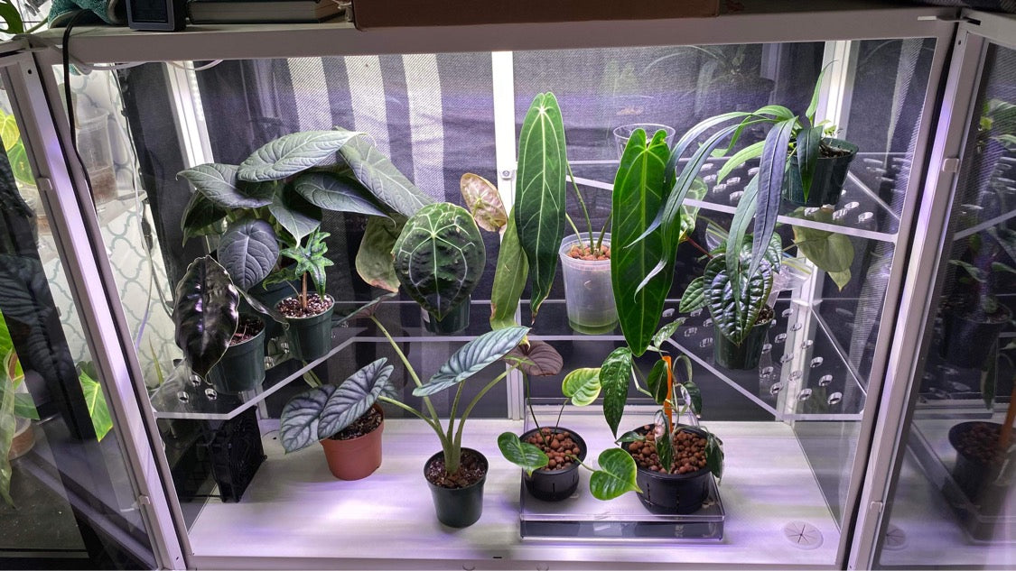 Milsbo Wide Full Shelf - Maddwoods