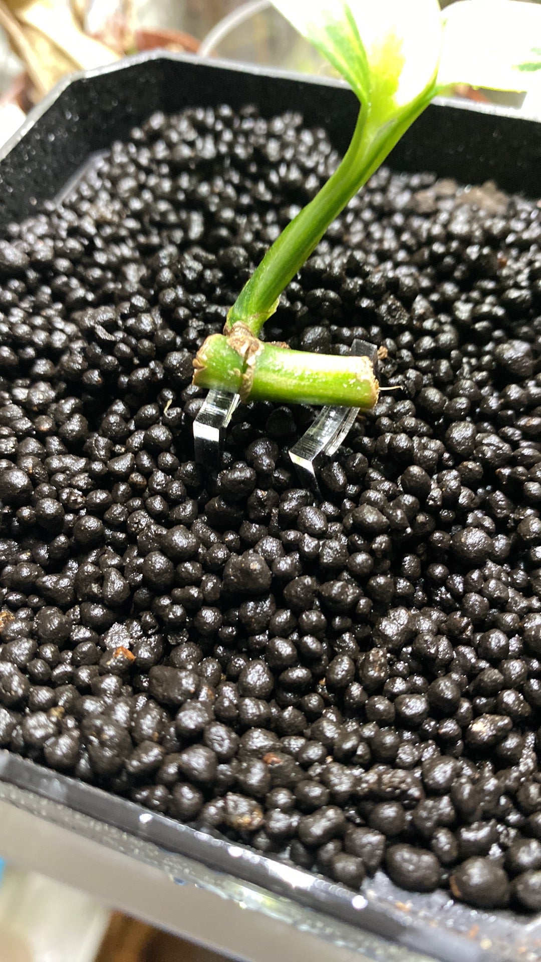 Plant Propagation Pins – Maddwoods