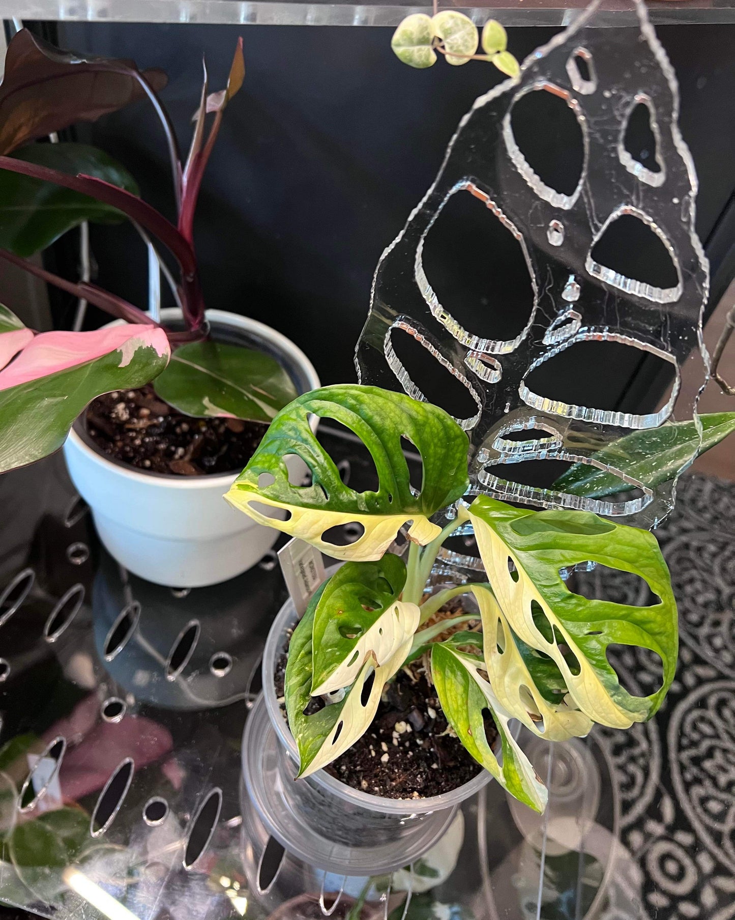 Obliqua Trellis - Maddwoods