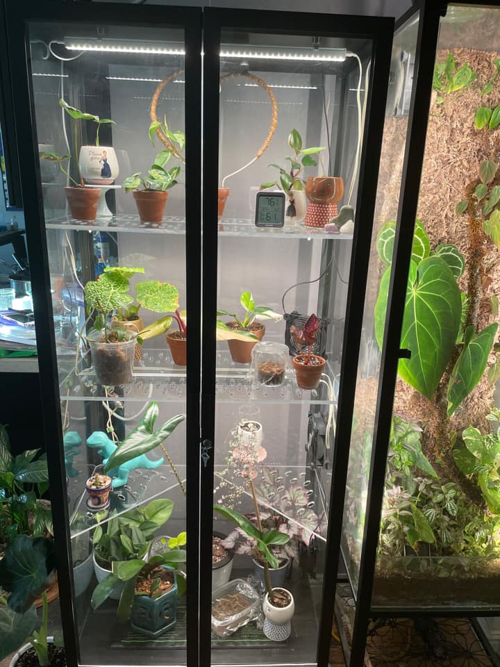 Milsbo Tall MT1 UGLY DUCKLING Full Shelf - Maddwoods