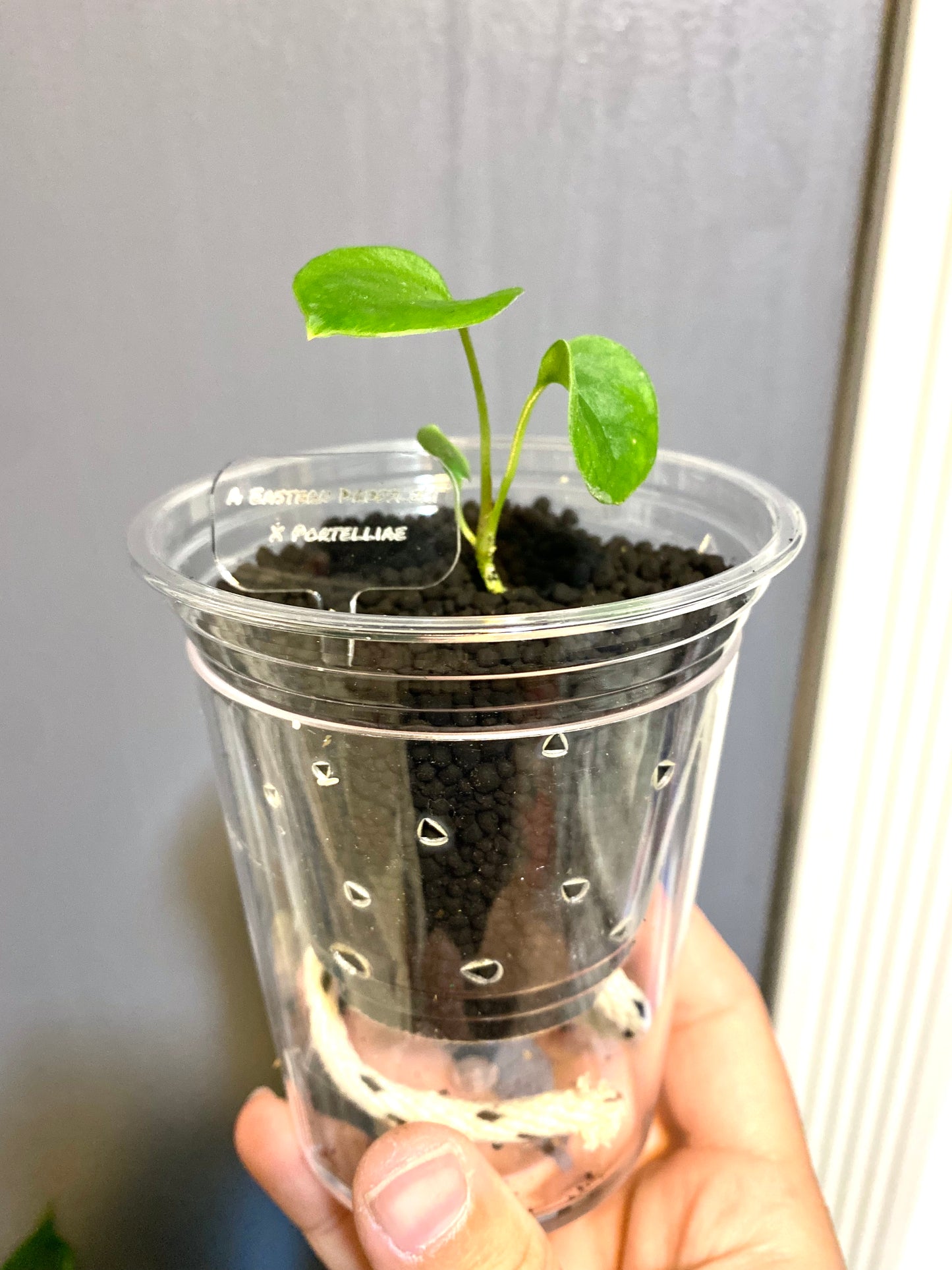 Wide Plant Tags Write your Own - Maddwoods