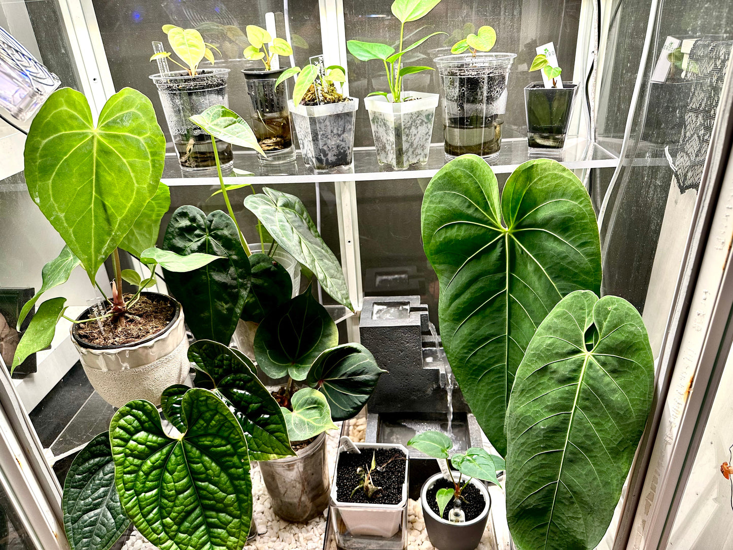 Milsbo Tall Slim Full Propagation Back Shelf - Maddwoods