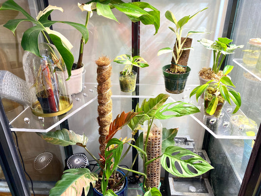 Milsbo Tall MT4 UGLY DUCKLING Full Wrap Around Corner - Maddwoods