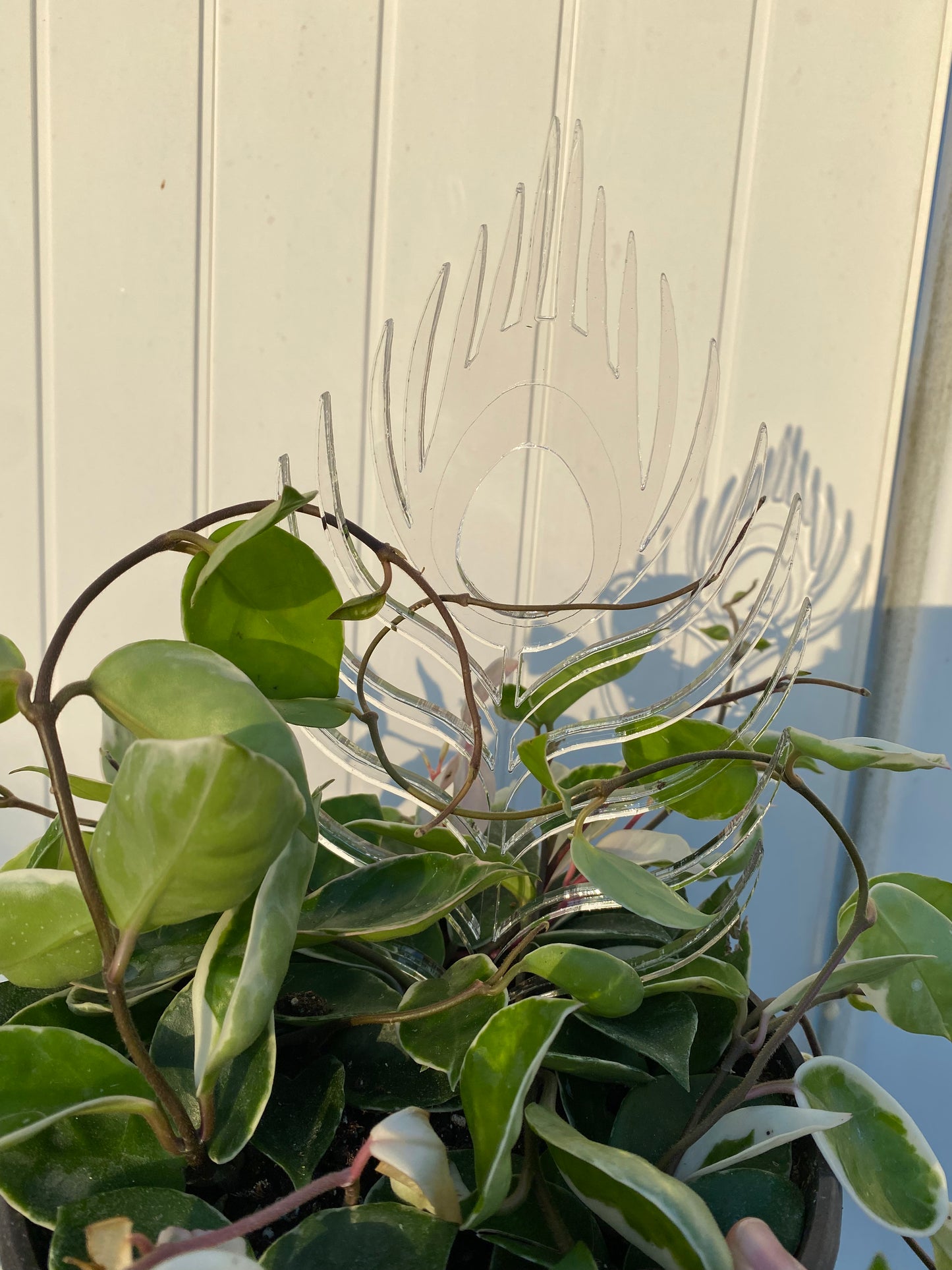 Peacock Trellis - Maddwoods