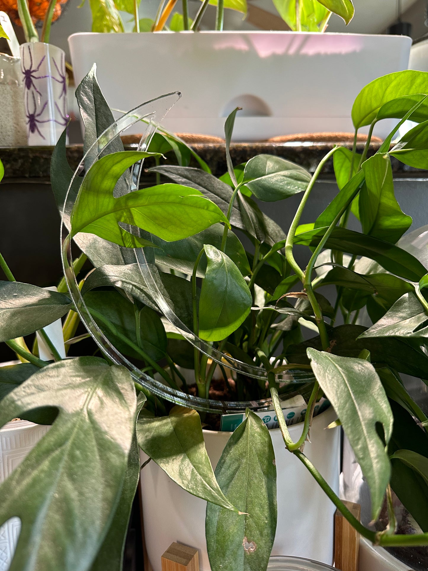 Moon Trellis - Maddwoods