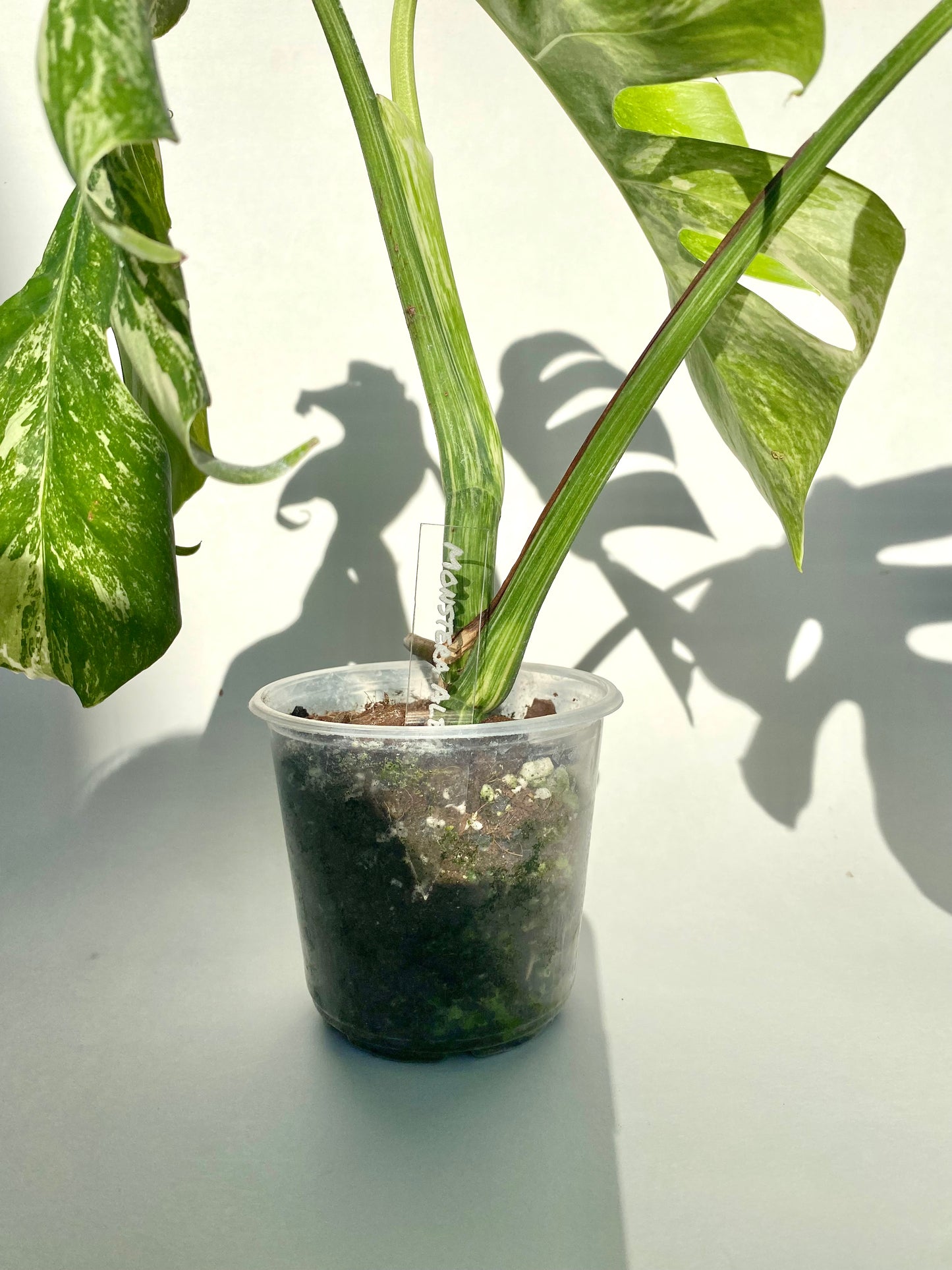 Plant Tags Write your Own - Maddwoods