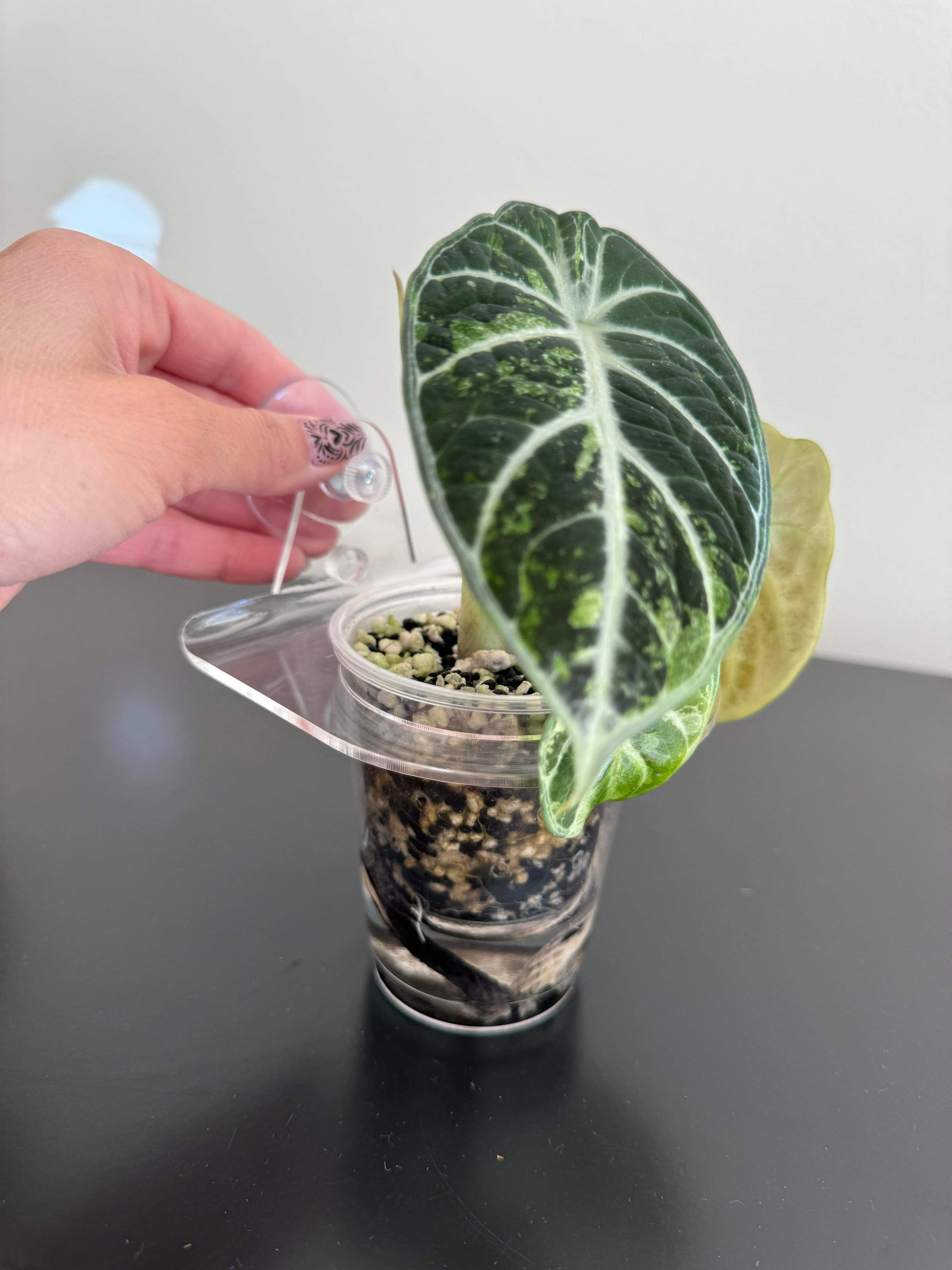 suction plant pot Suction Cup Round Pot Holders