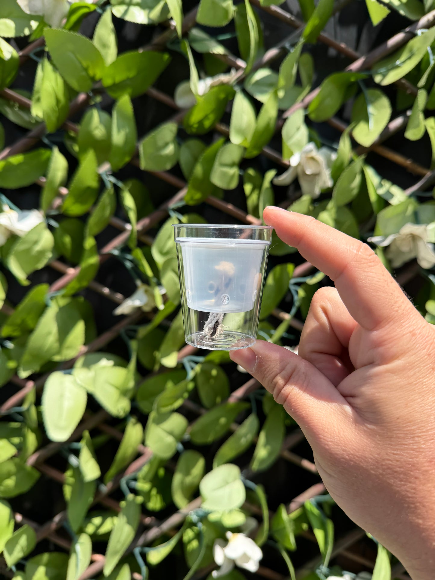 Corm Propagation Cup