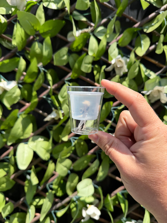 Corm Propagation Cup